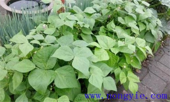 豇豆為什么要進(jìn)行植株調整