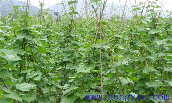 豇豆植株調整技術(shù)要點(diǎn)