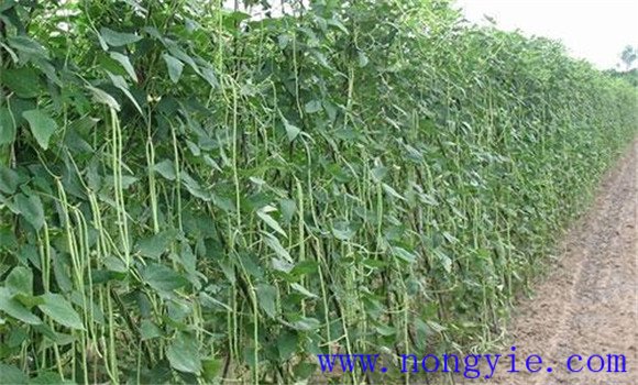 種植豇豆在肥水管理上應抓住哪些技術(shù)環(huán)節