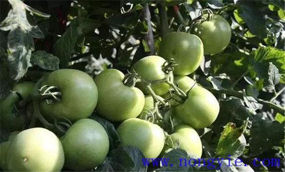 西紅柿光照不足會(huì )咋樣
