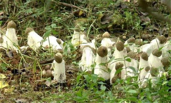 長(cháng)裙竹蓀種植方法與技術(shù)