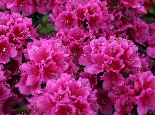 杜鵑花怎么養
