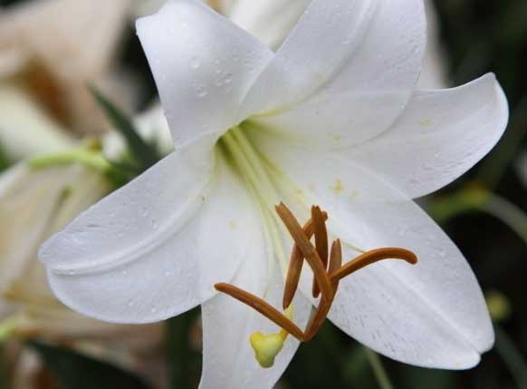 百合花的養殖方法