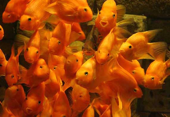 胭脂魚(yú)養殖