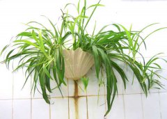 吊蘭的生長(cháng)習性