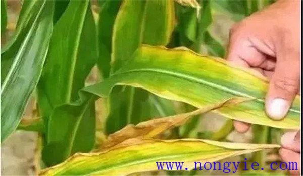作物缺鉀會(huì )有什么癥狀