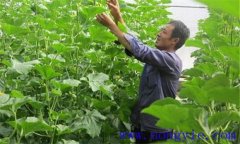厚皮甜瓜生長(cháng)溫度要求和濕度要求