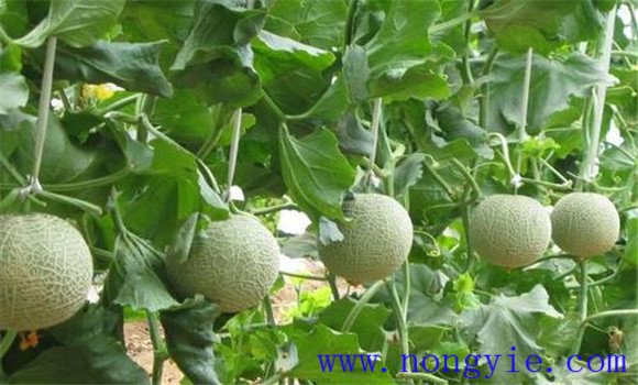 厚皮甜瓜生長(cháng)的適宜濕度