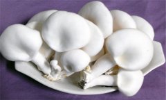 白靈菇生長(cháng)最適溫度是多少 白靈菇生長(cháng)環(huán)境條件