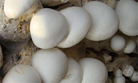 白靈菇生長(cháng)的環(huán)境條件