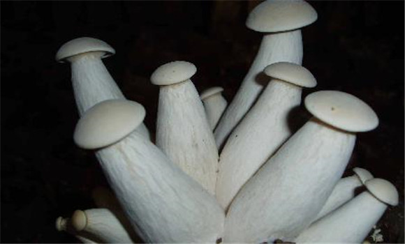 杏鮑菇生長(cháng)環(huán)境介紹