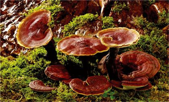 靈芝生長(cháng)的環(huán)境是什么