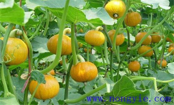 南瓜不同生長(cháng)階段的生長(cháng)適溫是多少