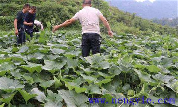 種植嫩食南瓜應注意哪些問(wèn)題