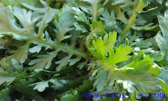 茼蒿細菌性萎蔫病發(fā)病規律