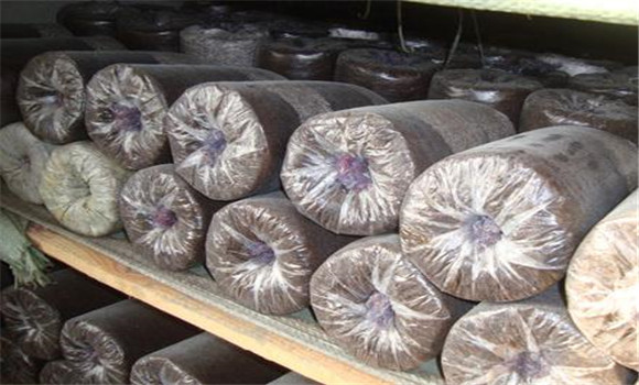 黑木耳菌絲生長(cháng)溫度