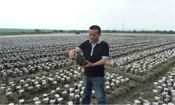食用菌種植管理方法：怎樣給食用菌添加營(yíng)養液