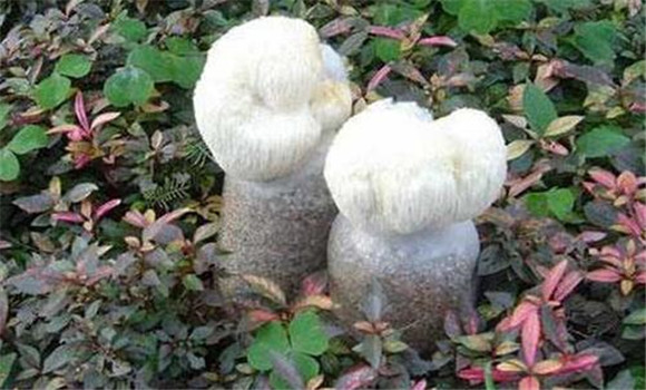 猴頭菇菌絲體生長(cháng)階段的管理