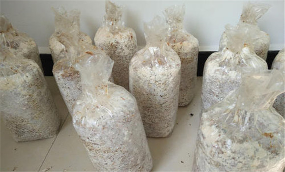 蘑菇菌種種植應注意的問(wèn)題