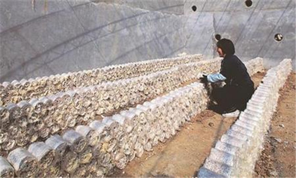 平菇如何讓菌絲后熟延長(cháng)發(fā)菌時(shí)間
