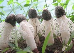 竹蓀的營(yíng)養價(jià)值