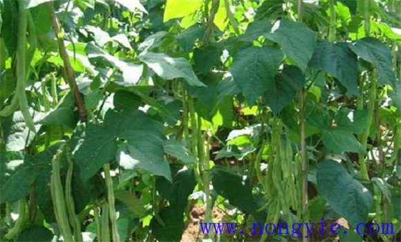 菜豆生長(cháng)周期多少天