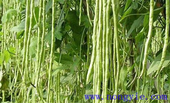 菜豆生長(cháng)過(guò)程包括哪幾個(gè)階段