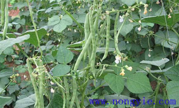 菜豆銹病的發(fā)生規律