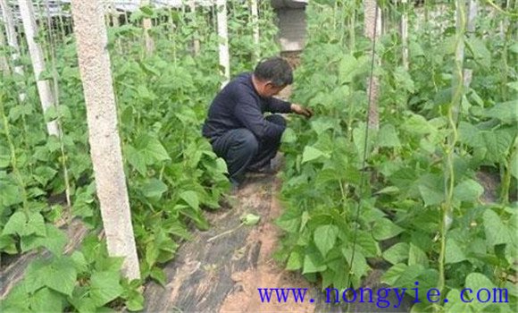 秋菜豆在栽培上應掌握哪些技術(shù)要點(diǎn)