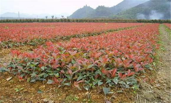 石楠種植季節是何時(shí)
