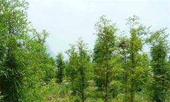 中山杉種植方法與養護要點(diǎn)