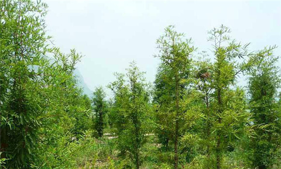 中山杉養護技術(shù)