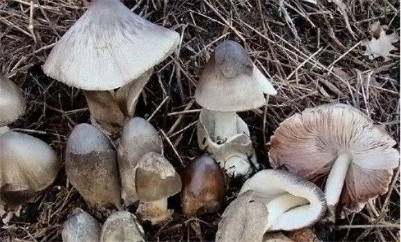 草菇生長(cháng)在什么地方