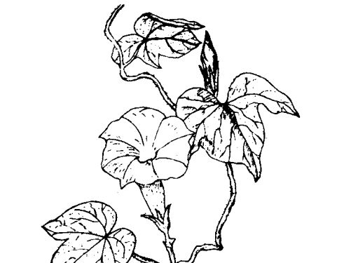 花卉的養殖方法