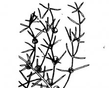 天門(mén)冬的功效與作用有哪些？