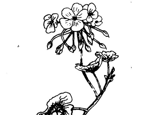 花卉怎么養