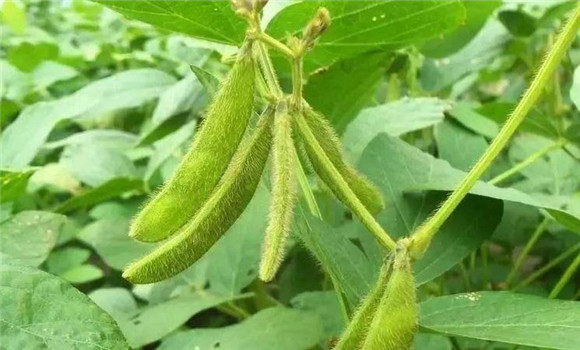 開(kāi)花結莢期要加強水肥供應