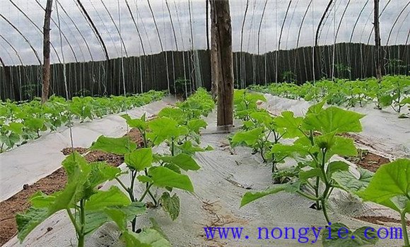西葫蘆定植澆緩苗水、追肥