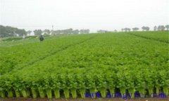 西芹定植到采收需要多長(cháng)時(shí)間 西芹定植方法