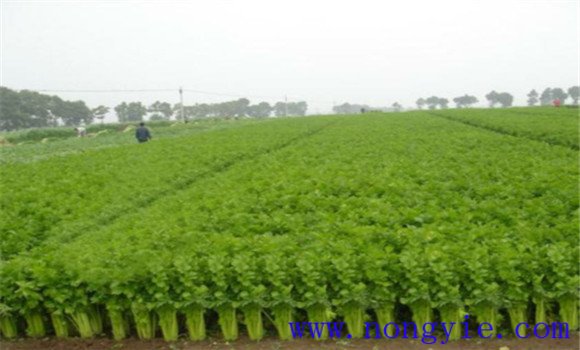 西芹定植到采收需要多長(cháng)時(shí)間