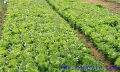 結球生菜什么時(shí)候種最合適 結球生菜有哪些品種