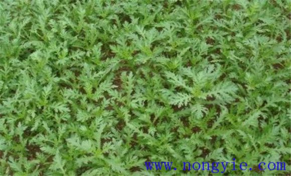 茼蒿病蟲(chóng)害有哪些