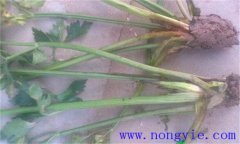 西芹裂根是怎么回事？怎樣防止？
