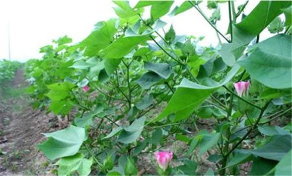 花鈴期棉花最容易出現的問(wèn)題