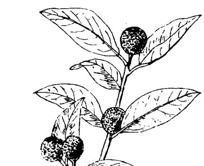 果樹(shù)種植管理方法