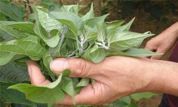 芝麻打葉子對芝麻有沒(méi)有影響