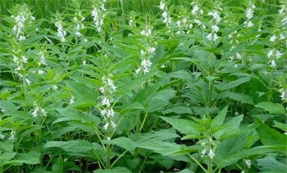 芝麻打頂的最佳時(shí)間是什么時(shí)候