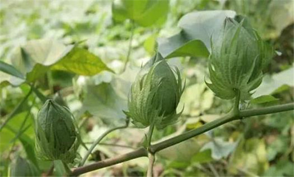 棉花生長(cháng)的光照條件