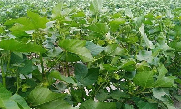 棉花生長(cháng)的水分條件