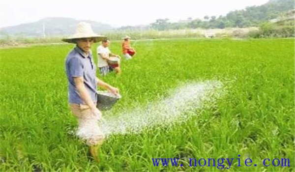 磷素過(guò)多對作物的影響